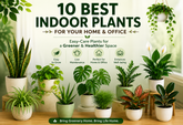 “10 Best Indoor Plants for Home & Office | Easy-Care Plants for a Greener Space”