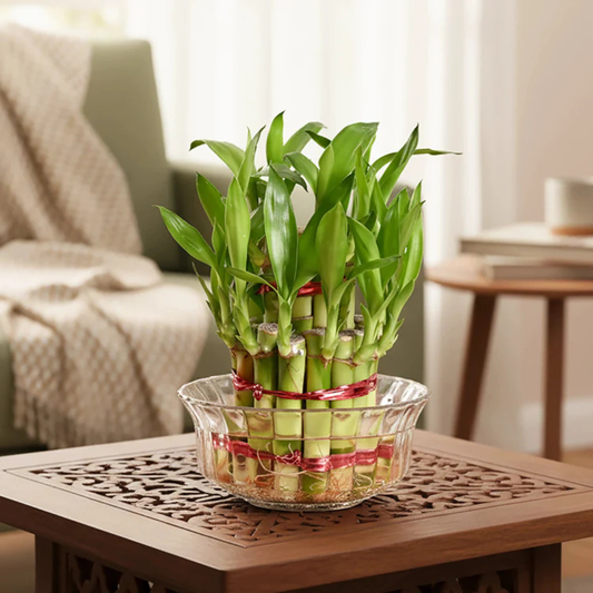 Lucky bamboo 2 layer