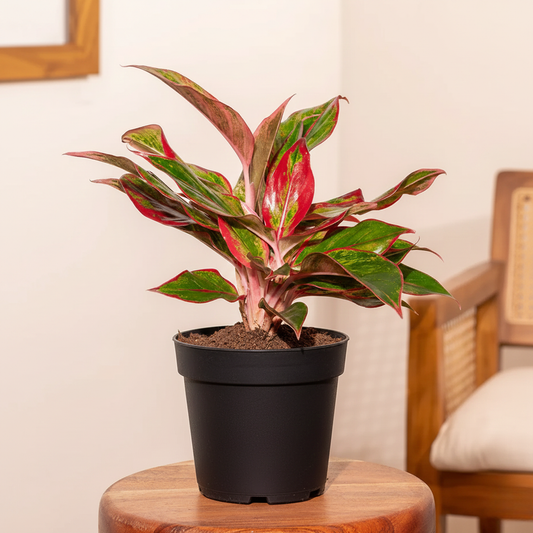 Aglaonema lipstik plant