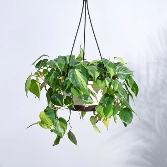 Philodendron Oxycardium Brasil