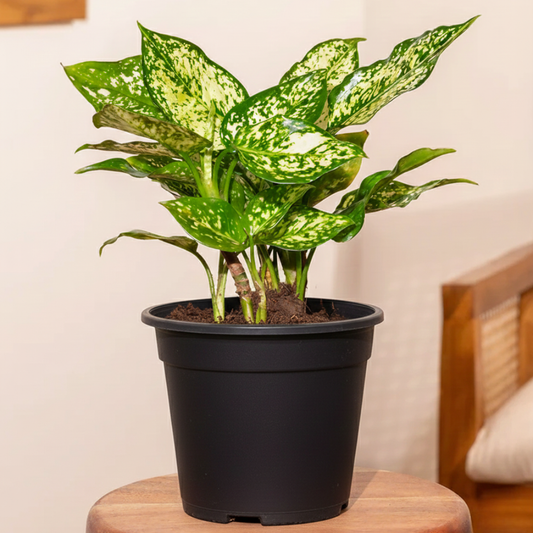 Aglaonema snow white plant