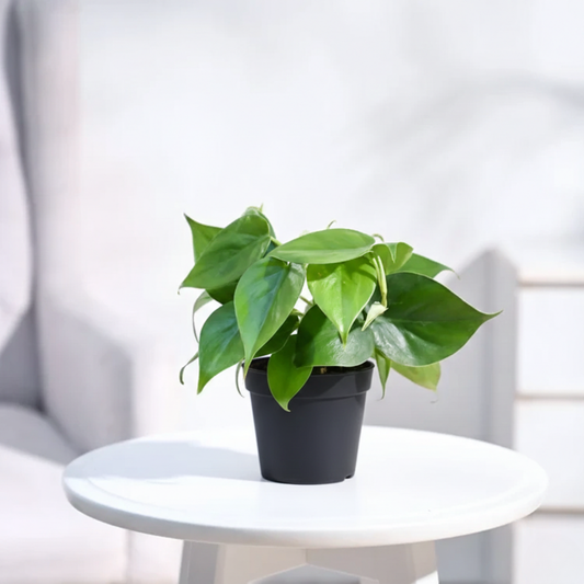 Philodendron Oxycardium Green Plant With Gropot 4"