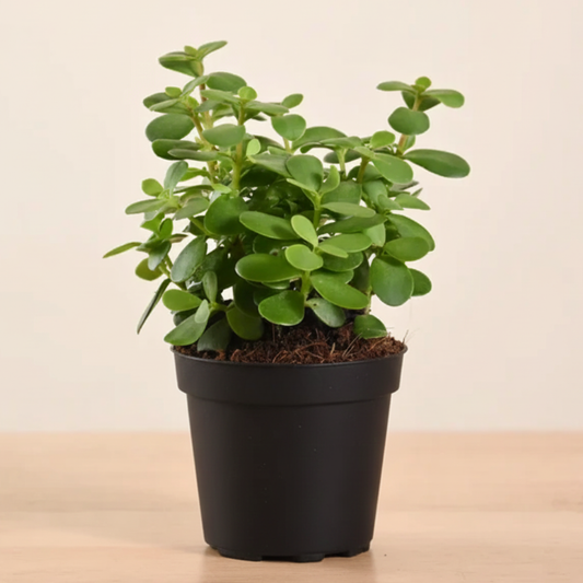 Jade plant