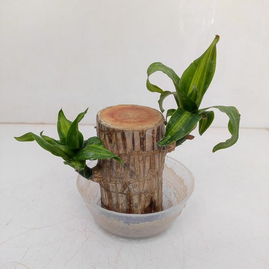 Brazilian wood plant
