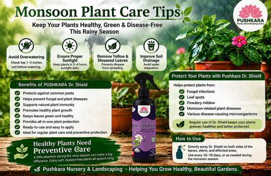 🌧️ Monsoon Plant Care Guide: Keep Your Plants Healthy During the Rainy Season