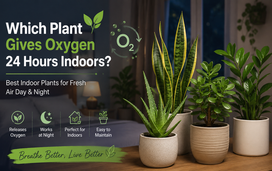 Nature Never Sleeps: Discover Indoor Plants with Night-Time Benefits
