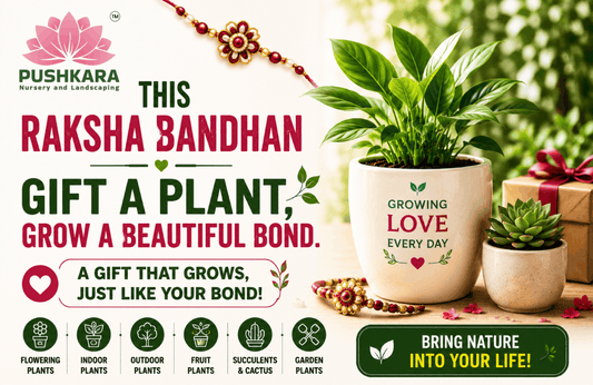 Raksha Bandhan Special: Celebrate Your Bond With Nature
