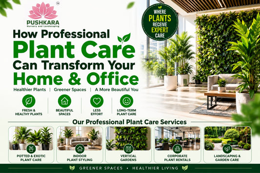 Professional Plant Care Services: Transform Your Home & Office with Healthy Greenery