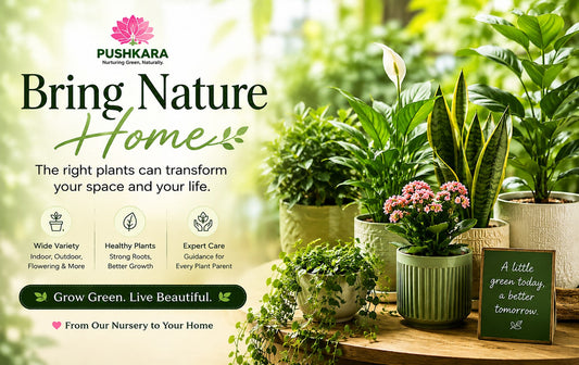 Transform Your Home with the Beauty of Nature