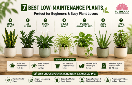 Top 7 Low-Maintenance Plants for Busy People