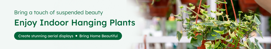 Hanging Plants