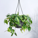 Philodendron Brasil Plant With Hanging Pot