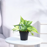 Philodendron Brasil Plant whith Gropot 4"