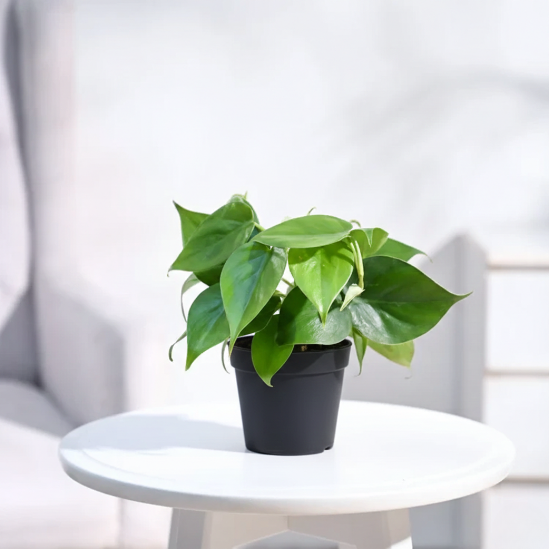 Philodendron Oxycardium Green Plant With Gropot 4"