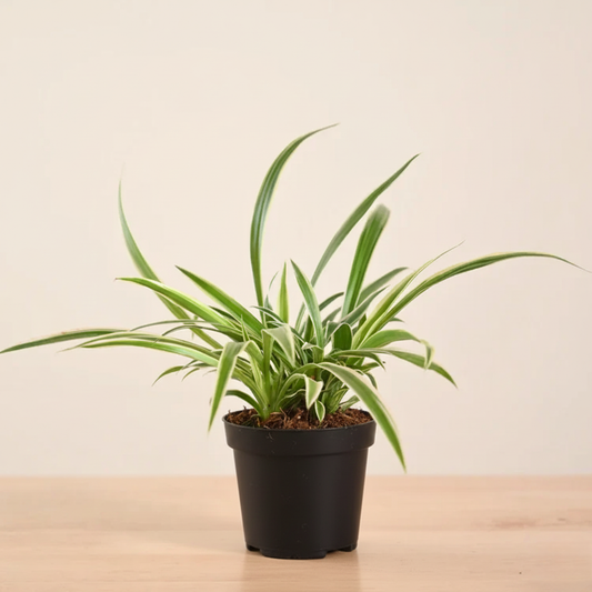 Spider Plant