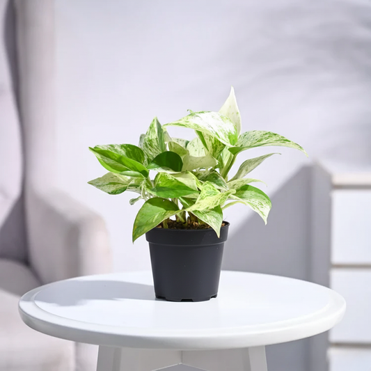 Money Plant Marble