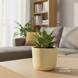 EarthTone Premium Handmade Terracotta Planter