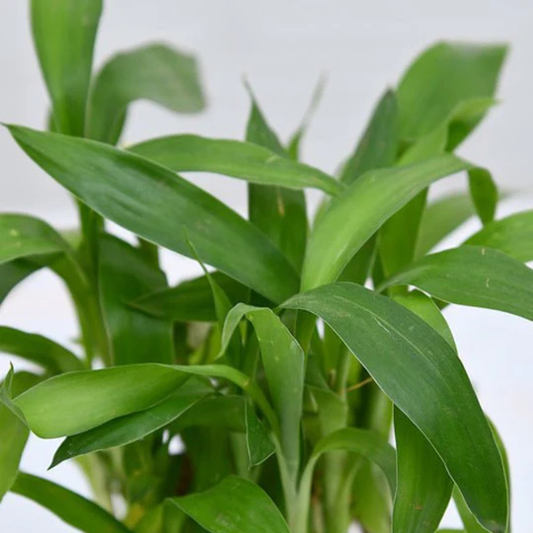 Lucky bamboo 2 layer