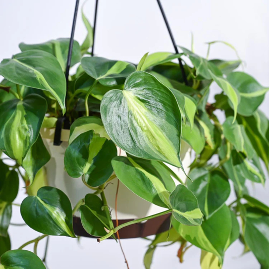 Philodendron Oxycardium Brasil