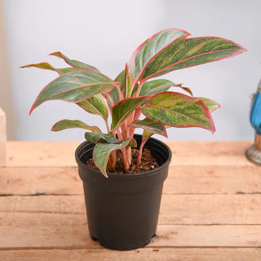 Aglaonema lipstik plant