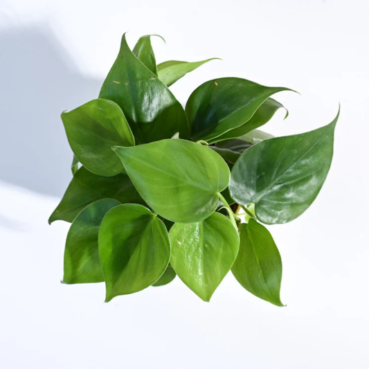 Philodendron Oxycardium Green Plant With Gropot 4"