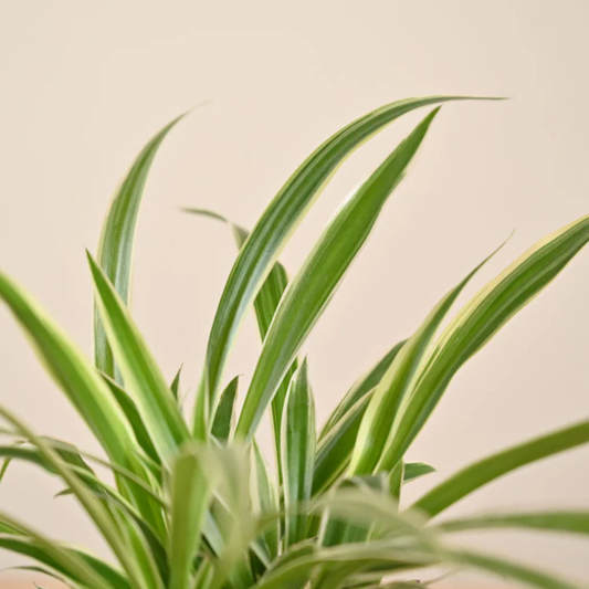 Spider Plant