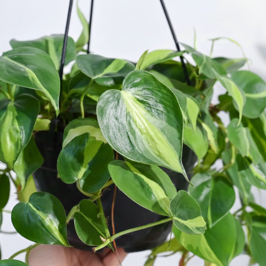 Philodendron Brasil Plant With Hanging Pot