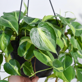 Philodendron Brasil Plant With Hanging Pot