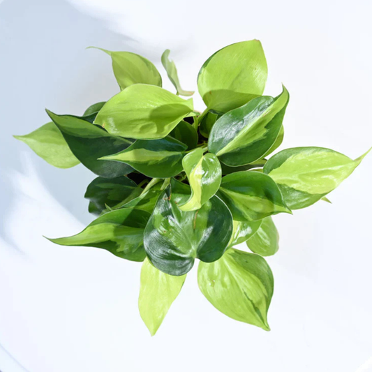 Philodendron Brasil Plant whith Gropot 4"