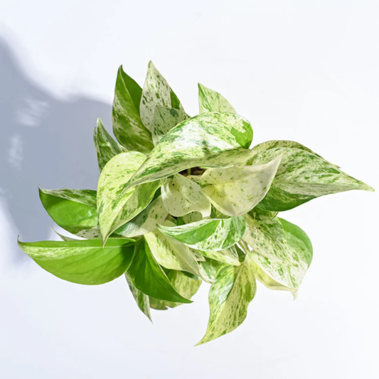 Money Plant Marble