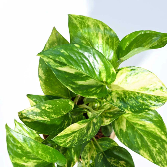 Mone plant Variegated