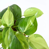 Philodendron Brasil Plant whith Gropot 4"