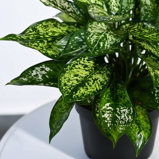 Aglaonema snow white plant With Gropot 5"