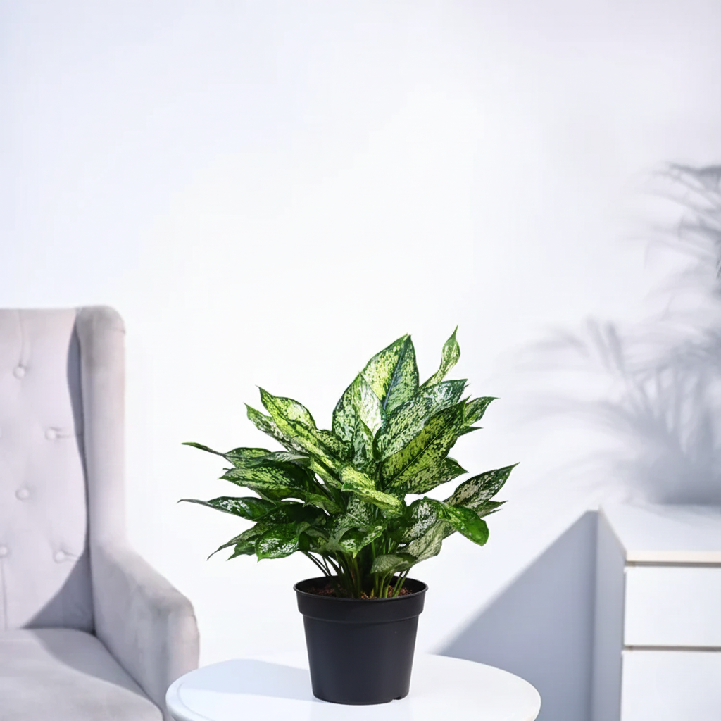 Aglaonema snow white plant With Gropot 5"