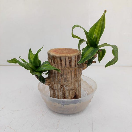 Brazilian wood plant